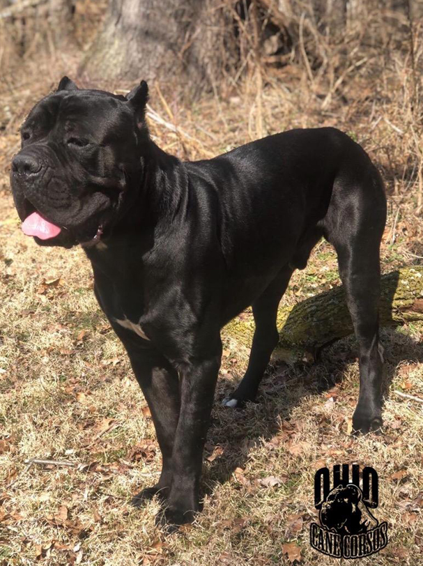 Males Ohio Cane Corsos